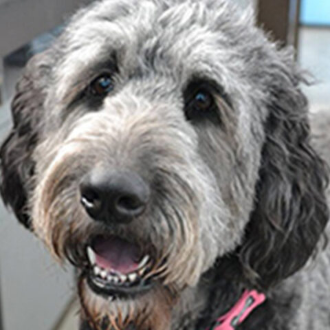 Bella Dog Headshot