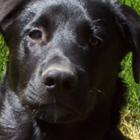 Hunter Dog Headshot
