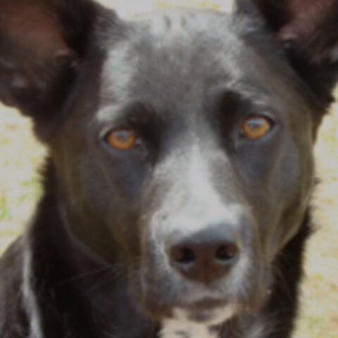 Jessie Dog Headshot